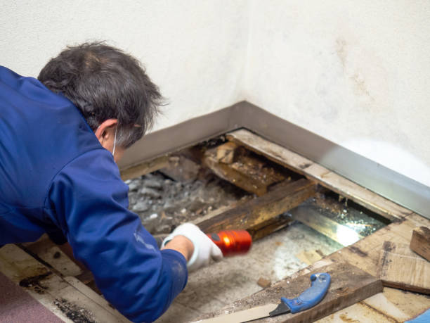 Best Local Mold Removal Service  in Oakwood, GA