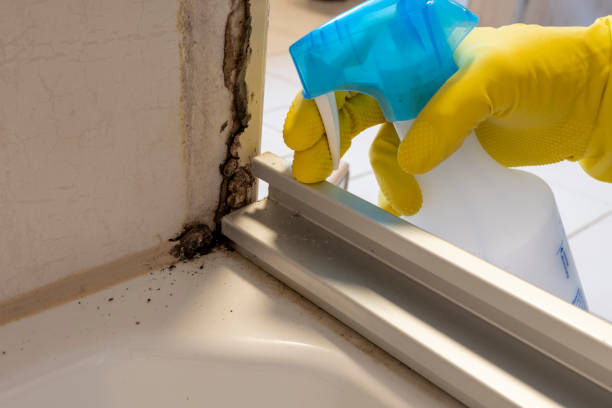 Best Affordable Mold Removal  in Oakwood, GA