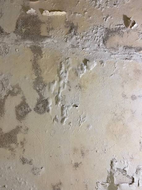 Best Mold Cleaning Services  in Oakwood, GA