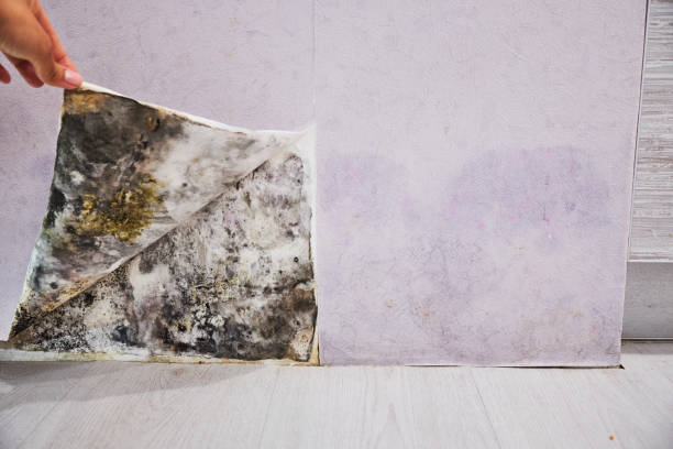 Best Emergency Mold Removal  in Oakwood, GA